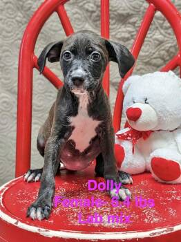 Dolly -  Labrador Retriever Dog for Adoption in Manchester, Connecticut - Dolly | PetCurious