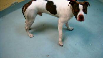 Pit Bull Terrier Dogs Available for Adoption - FLYNN | PetCurious