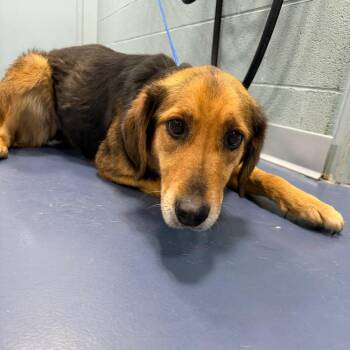 Hound and Mixed Breed Dogs Available for Adoption in Greensboro, North Carolina - Callista | PetCurious