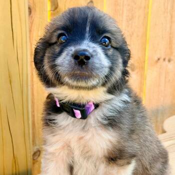 Copa -  Golden Retriever Dog for Adoption in La Grange, Kentucky - Copa | PetCurious