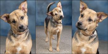 German Shepherd Dog Dogs Available for Adoption - Nova | PetCurious