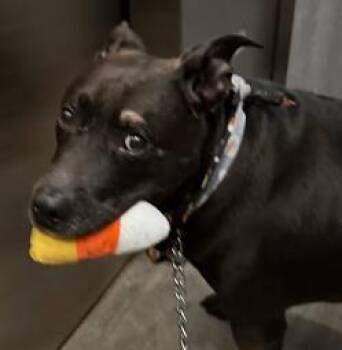 Caviar -  Mixed Breed Dog for Adoption in Chamblee, Georgia - Caviar | PetCurious