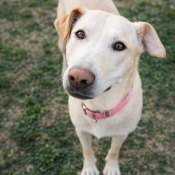 Pit Bull Terrier and Husky Dogs Available for Adoption - Jessie | PetCurious