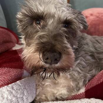 Miniature Schnauzer Dogs Available for Adoption - Valerie | PetCurious