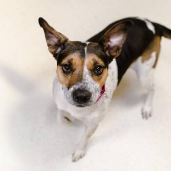 Maya -  Cattle Dog Dog for Adoption in Cincinnati, Ohio - Maya | PetCurious