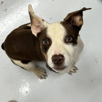 Rosie -  Mixed Breed Dog for Adoption in Huntsville, Alabama - Rosie | PetCurious