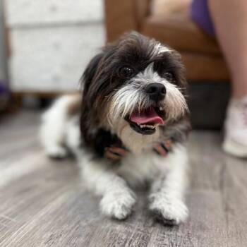 Shih Tzu and Maltese Dogs Available for Adoption - Oreo Scruffmuffin | PetCurious
