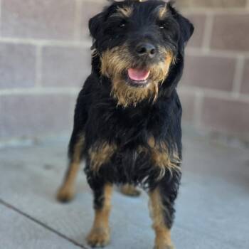 Lucy -  Terrier Dog for Adoption in Longview, Texas - Lucy | PetCurious