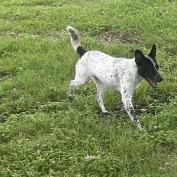 Tammie -  Australian Cattle Dog Blue Heeler Dog for Adoption in Woodstock, Ontario - Tammie | PetCurious