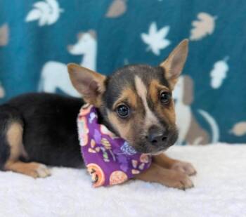 Sourdough -  Beagle and Chihuahua Dog for Adoption in Sedalia, Colorado - Sourdough | PetCurious