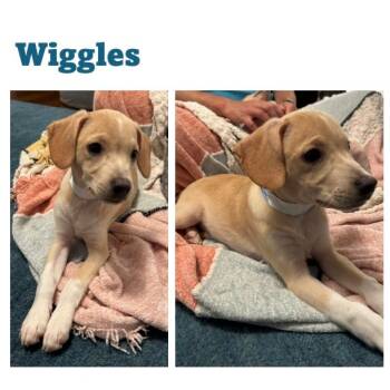 Rescue Retriever Dogs for Adoption in Fairfax Station, Virginia - Little Wiggles | PetCurious