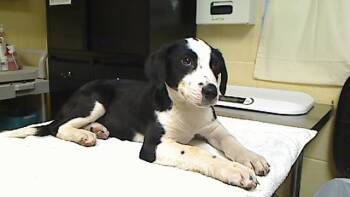 Treeing Walker Coonhound and Beagle Dogs Available for Adoption - PURDUE | PetCurious