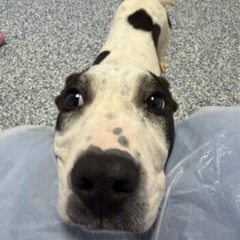 Boxer and Coonhound Dogs Available for Adoption in Greenville, South Carolina - Miltoncito | PetCurious