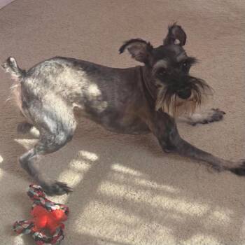 Juniper -  Miniature Schnauzer Dog for Adoption in Fredericksburg, Virginia - Juniper | PetCurious