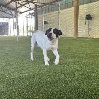 Pearl (Adoption Fee-SPONSORED!) -  Hound and Pit Bull Terrier Dog for Adoption in Alabaster, Alabama - Pearl (Adoption Fee-SPONSORED!) | PetCurious