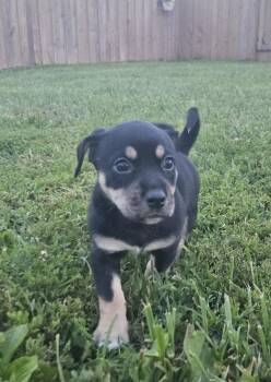 Willow -  Boxer Dog for Adoption in Ramsey, Indiana - Willow | PetCurious
