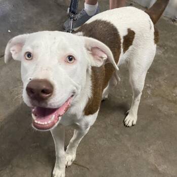 Bingo -  Mixed Breed Dog for Adoption in Corbin, Kentucky - Bingo | PetCurious