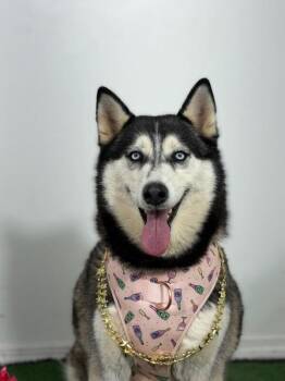 Sasha-One of our Amazing Rescue Dogs -  Siberian Husky and Mixed Breed Dog for Adoption in Carlsbad, California - Sasha-One Of Our Amazing Rescue Dogs | PetCurious