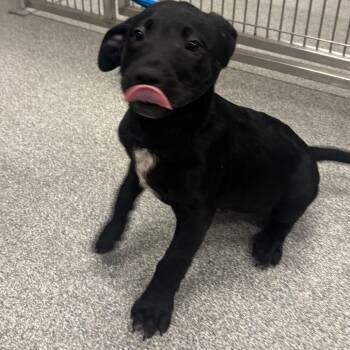Barksley -  Mixed Breed Dog Available for Adoption in Oak Brook, Illinois - Barksley | PetCurious