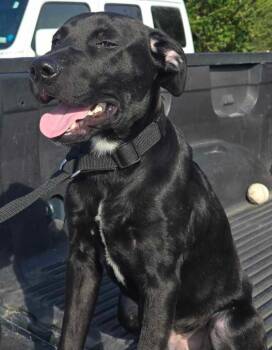 Rescue Labrador Retriever Dogs for Adoption in Warrenton, Missouri - CS Chuck | PetCurious