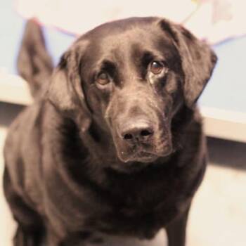 26-01208 -  Labrador Retriever Dog for Adoption in Fredericksburg, Virginia - 26-01208 | PetCurious