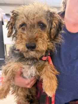 Nori -  Yorkshire Terrier Dog for Adoption in Grand Forks, North Dakota - Nori | PetCurious