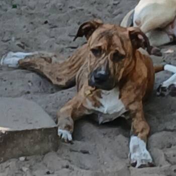 Mixed Breed Dogs Available for Adoption in Williston, Florida - Ivan | PetCurious