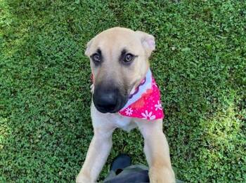 Anatolian Shepherd Dogs Available for Adoption in Fayetteville, Arkansas - Baby | PetCurious