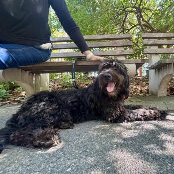 Oreo -  Standard Poodle and Black Labrador Retriever Dog for Adoption in New York, New York - Oreo | PetCurious