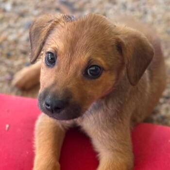 Labrador Retriever and Collie Dogs Available for Adoption in Grand Bay, Alabama - Marshall | PetCurious