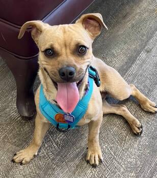 Chihuahua and Pug Dogs Available for Adoption in Lake Forest, California - Obi | PetCurious