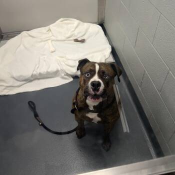 LVH-Stray-14806 -  Mixed Breed Dog for Adoption in Allentown, Pennsylvania - LVH-Stray-14806 | PetCurious