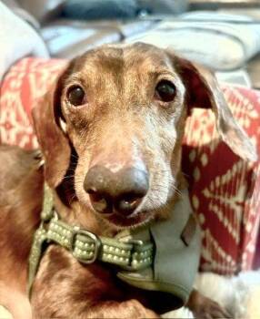 Dachshund Dogs Available for Adoption in Bedford Hills, New York - Emmett | PetCurious