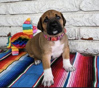 Sopapilla -  Great Dane and Mixed Breed Dog Available for Adoption in Warr Acres, Oklahoma - Sopapilla | PetCurious