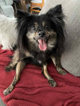 Rescue Chihuahua Dogs for Adoption in Abbotsford, British Columbia - Ita | PetCurious