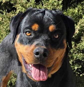 Rottweiler Dogs Available for Adoption - Amazing Ms Ananda = Lovable CHARMER !!! | PetCurious