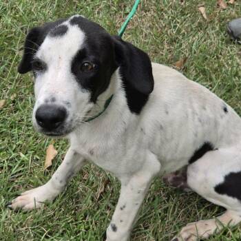 Dino -  Hound and Mixed Breed Dog for Adoption in Washington, District Of Columbia - Dino | PetCurious