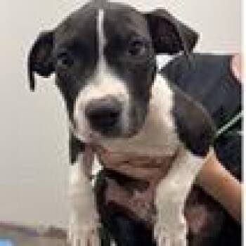 Hobbs -  Mixed Breed Dog for Adoption in Tampa, Florida - Hobbs | PetCurious