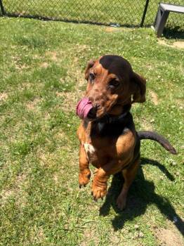 Mixed Breed Dogs Available for Adoption in Gallatin, Tennessee - Lulu | PetCurious