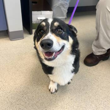 Cricket (52136) -  Pembroke Welsh Corgi Dog for Adoption in Manassas, Virginia - Cricket (52136) | PetCurious