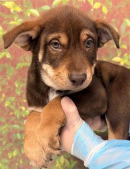 Shepherd and Mixed Breed Dogs Available for Adoption in San Antonio, Texas - Brussel Sprout | PetCurious