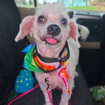 Baxter -  Poodle and Maltese Dog for Adoption in Galveston, Texas - Baxter | PetCurious