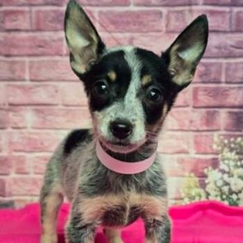 Pearl -  Chihuahua and Mixed Breed Dog for Adoption in Fort Collins, Colorado - Pearl | PetCurious