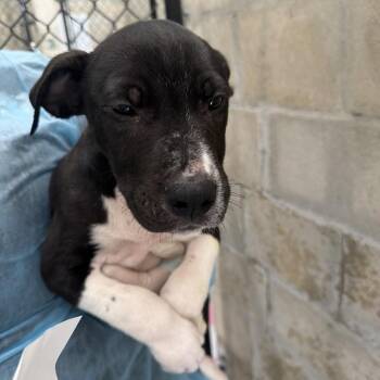 Terrier Dogs Available for Adoption in Clearwater, Florida - Ace | PetCurious