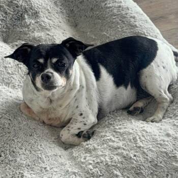 Wendy -  Chihuahua and Mixed Breed Dog for Adoption in Tacoma, Washington - Wendy | PetCurious