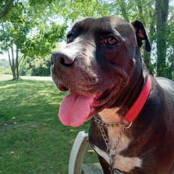 Shady -  Terrier and Pit Bull Terrier Dog for Adoption in Elyria, Ohio - Shady | PetCurious