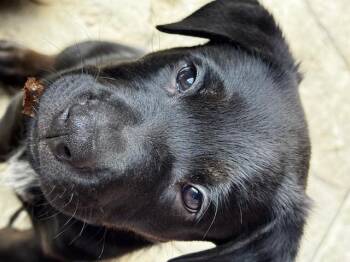 German Shepherd Dog Dogs Available for Adoption in Vancouver, Washington - Bee Litter: Mason | PetCurious