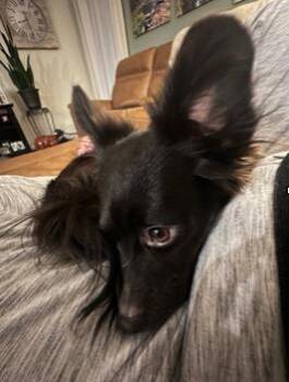 Chihuahua Dogs Available for Adoption in Herndon, Virginia - Manny | PetCurious