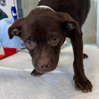 G.G. Sparrow -  Border Collie and Pug Dog for Adoption in Nashville, Tennessee - G.G. Sparrow | PetCurious