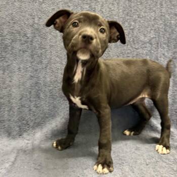 Coral -  Pit Bull Terrier Dog for Adoption in Beaumont, Texas - Coral | PetCurious